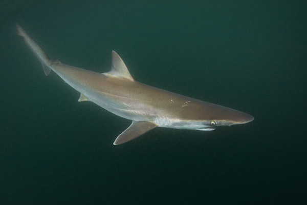 Pacific Sharpnose Shark Rhizoprionodon longurio